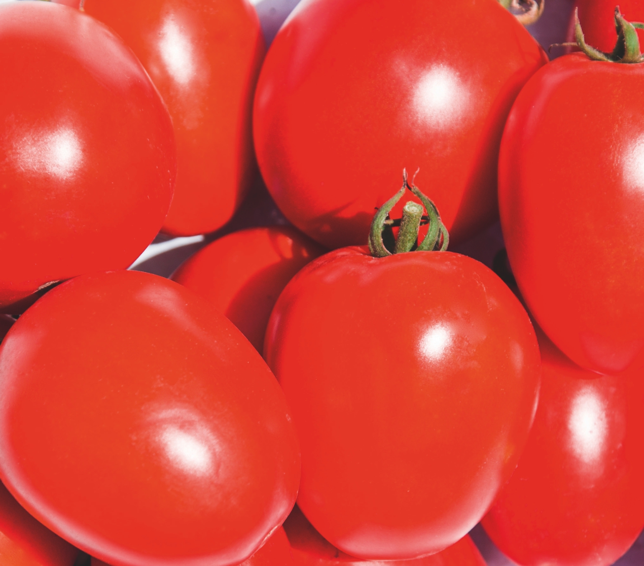 помидоры сливки сорта фото